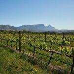 Top 3 Cape Town Wineries Half Day Private Tour - Why This Tour Works Well