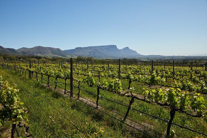 Top 3 Cape Town Wineries Half Day Private Tour - Why This Tour Works Well