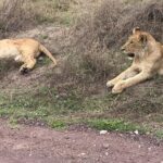 Top Best 5 Days Tanzania Luxury Safari to Serengeti - What Makes This Tour Stand Out?