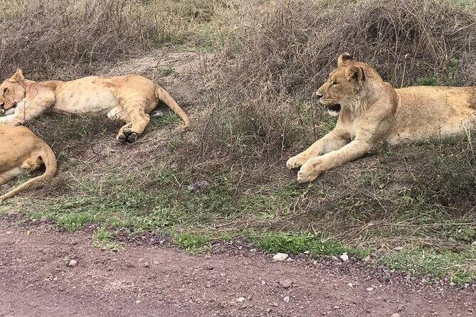 Top Best 5 Days Tanzania Luxury Safari to Serengeti - What Makes This Tour Stand Out?