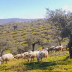 Torre de Moncorvo: Douro Valley Wine Farm & Rural Workshops - Exploring the Douro Valley with 4Landscape