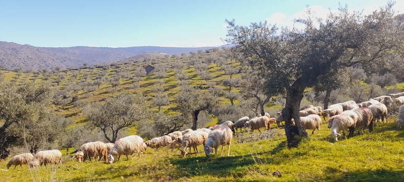 Torre de Moncorvo: Douro Valley Wine Farm & Rural Workshops - Exploring the Douro Valley with 4Landscape