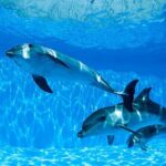 Tour and Swimming at the Dolphin House in Hurghada - What to Expect on the Tour