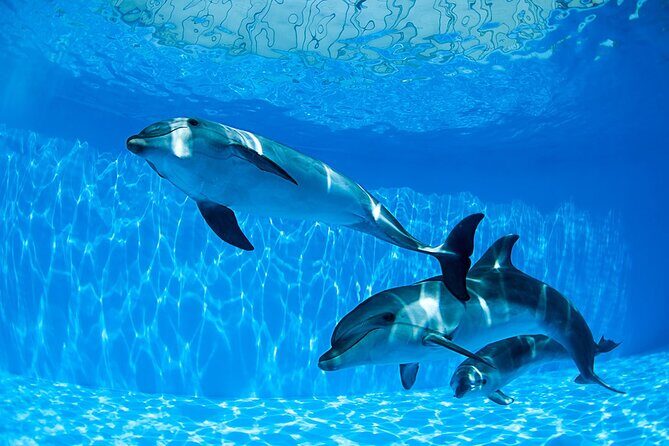 Tour and Swimming at the Dolphin House in Hurghada - What to Expect on the Tour