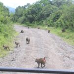 Tour at Arusha National Park - What Reviewers Say