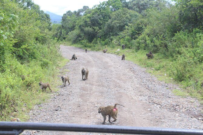 Tour at Arusha National Park - What Reviewers Say