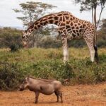 Tour: Giraffe Center and Nairobi National Park - Transportation and Comfort