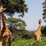 Tour Giraffe Center,Karen blixen and lunch carnivore restaurant - Practical Details and Tips
