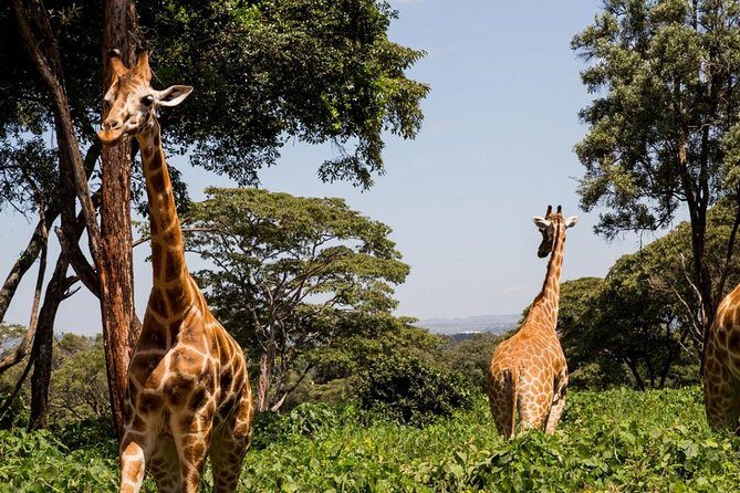 Tour Giraffe Center,Karen blixen and lunch carnivore restaurant - Practical Details and Tips