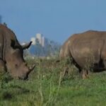 Tour Safari; Nairobi National Park - The Practicalities: What to Expect