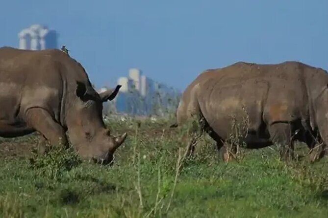 Tour Safari; Nairobi National Park - The Practicalities: What to Expect