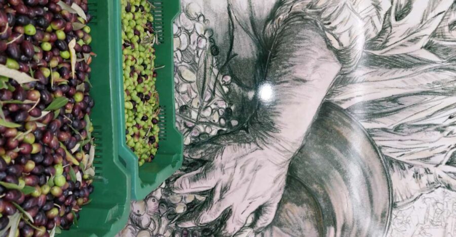 Tour & Tasting of Olive Oil and Tuscan Products - Sarteano - The Experience in Detail