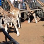 Tour to Giraffe Center from Nairobi - The Verdict: Who Should Book This Tour?