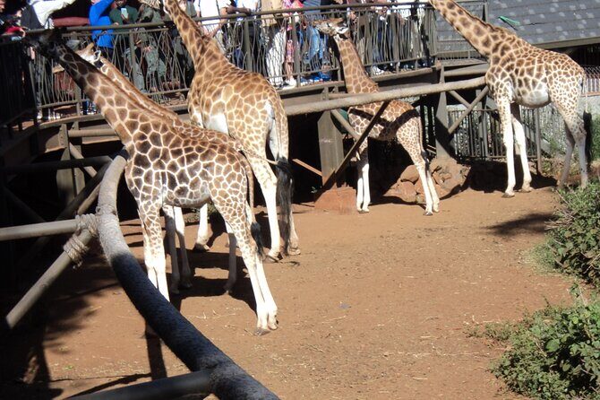 Tour to Giraffe Center from Nairobi - The Verdict: Who Should Book This Tour?