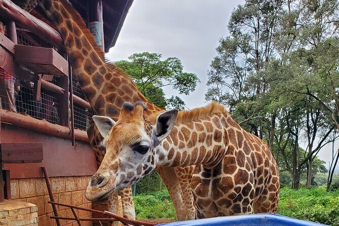 Tour to the Nairobi Giraffe Centre & Optional Elephant Orphanage - Why This Tour Offers Excellent Value