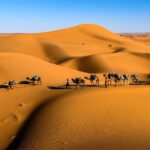 Tranquil Sands A Serene Desert Safari Experience - Practical Details and What You Should Know