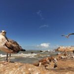 Transfer from Essaouira to Marrakech city or Marrakech airport - Final Thoughts
