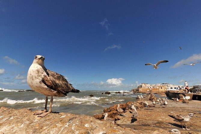 Transfer from Essaouira to Marrakech city or Marrakech airport - Final Thoughts