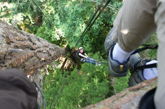 Tree Canopy Climbing on Lopez Island - Practical Details and Tips