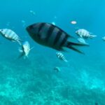 Trip on a glass bottom boat from Hurghada - Additional Details: What’s Included and What Not