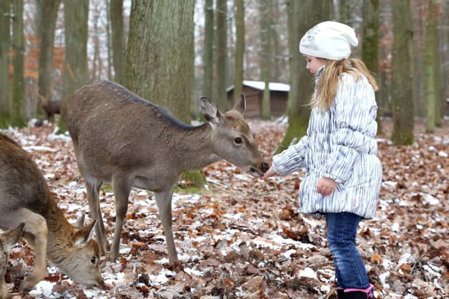 Tripsdrill Wildlife Park: Admission Ticket - An Overview of Tripsdrill Wildlife Park