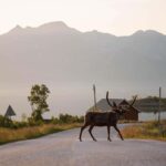 Tromsø: Fjord Tour to Sommarøy with Expert Spanish-speaking Guide - What’s Included & What to Consider