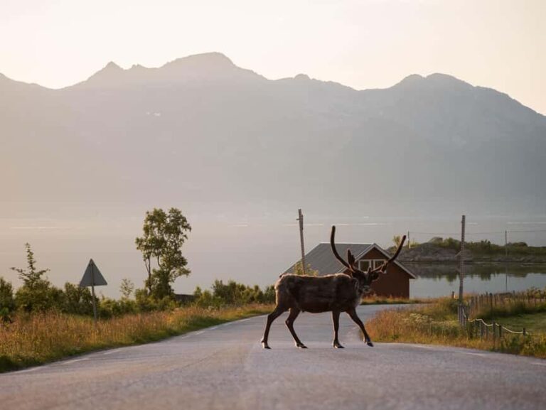 Tromsø: Fjord Tour to Sommarøy with Expert Spanish-speaking Guide - What’s Included & What to Consider