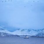 Tromsø: Fjord tour to Sommarøya - Wildlife Encounters in the Arctic