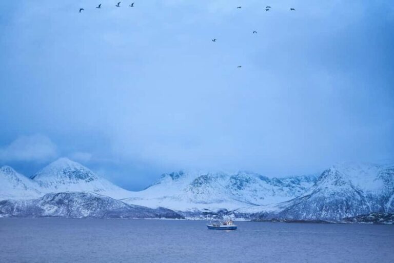 Tromsø: Fjord tour to Sommarøya - Wildlife Encounters in the Arctic
