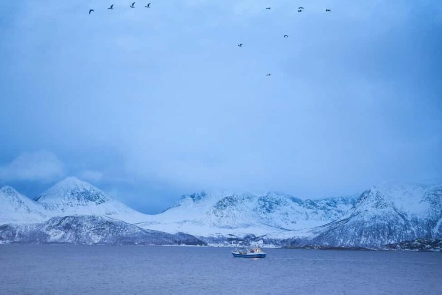 Tromsø: Fjord tour to Sommarøya - Wildlife Encounters in the Arctic