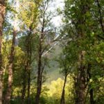 Tromsø: Guided Forest Bathing Experience - Final Thoughts