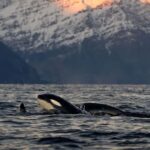 Tromsø: Skjervøy Pilothouse Boat Whale Watching Tour - Pricing and Value