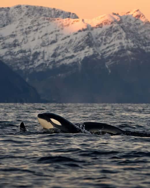Tromsø: Skjervøy Pilothouse Boat Whale Watching Tour - Pricing and Value