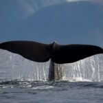 Tromsø: Whale watching on a traditional sail boat - An In-Depth Look at the Whale Watching Tour