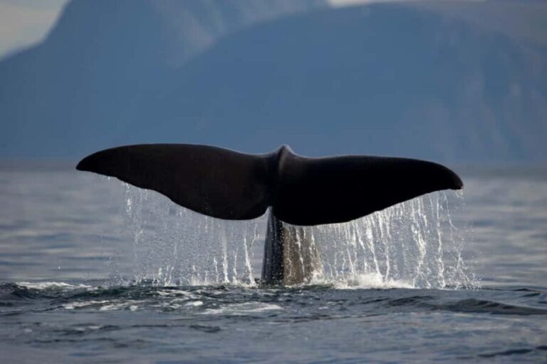 Tromsø: Whale watching on a traditional sail boat - An In-Depth Look at the Whale Watching Tour