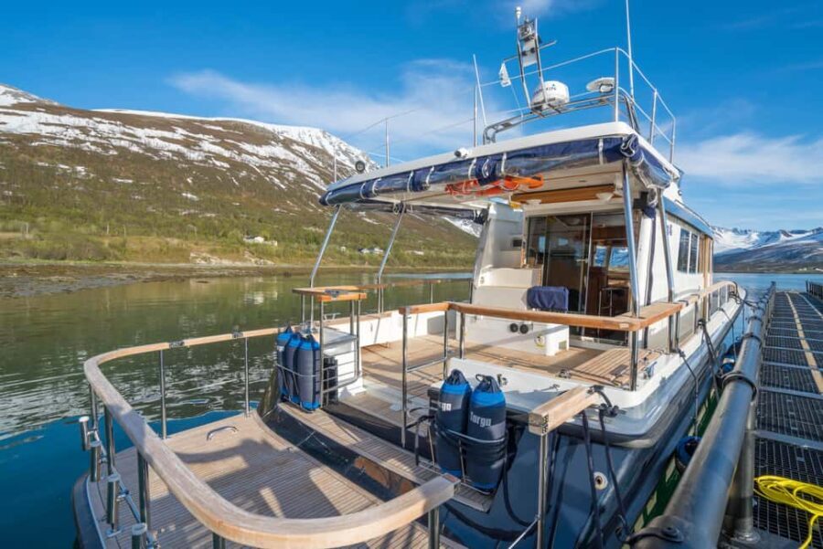 Tromsø: Whale Watching VIP Boat Tour with Lunch - What Makes This Tour Special?