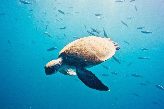 TRY SCUBA DIVING with a Dedicated Instructor - Detailed Breakdown of the Itinerary