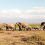 Tsavo And Amboseli National Park 3 days safari - An In-Depth Look at the 3-Day Kenya Safari