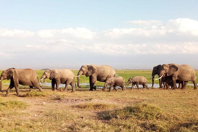 Tsavo And Amboseli National Park 3 days safari - An In-Depth Look at the 3-Day Kenya Safari