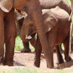 Tsavo East Amboseli and Tsavo West Safari 4 Days starting Malindi - The Sum Up