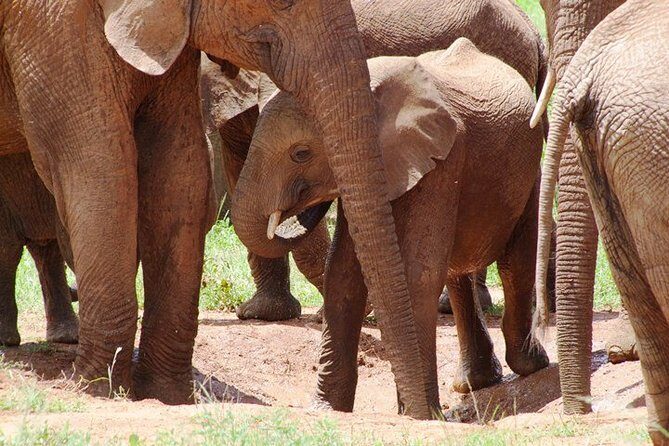 Tsavo East Amboseli and Tsavo West Safari 4 Days starting Malindi - The Sum Up