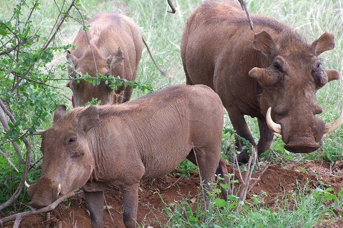 Tsavo East and Ngutuni Sanctuary Safari 3 days from Mombasa - Detailed Breakdown of the Itinerary
