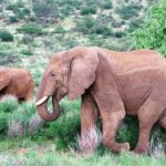 Tsavo East National Park 2 days Voi Safari Lodge from Mombasa. - What Travelers Can Expect: Transportation, Guides, and Experiences