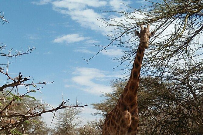 Tsavo East & west, Amboseli 5days from Mombasa - What Makes This Tour Stand Out?