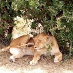 Tsavo National Park Small group Day trip - Final Thoughts