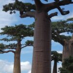 Tsingy-Baobab Avenue-Andasibe - Why This Tour Offers Good Value
