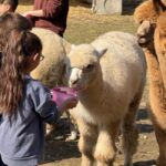Turin: meeting with alpacas on an educational farm with an expert tour guide - What to Expect During Your Visit