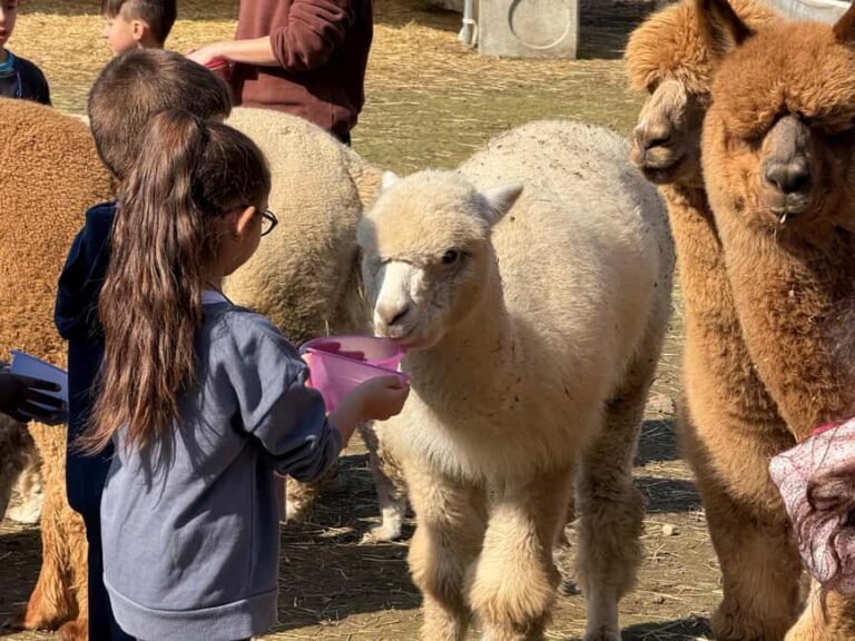 Turin: meeting with alpacas on an educational farm with an expert tour guide - What to Expect During Your Visit