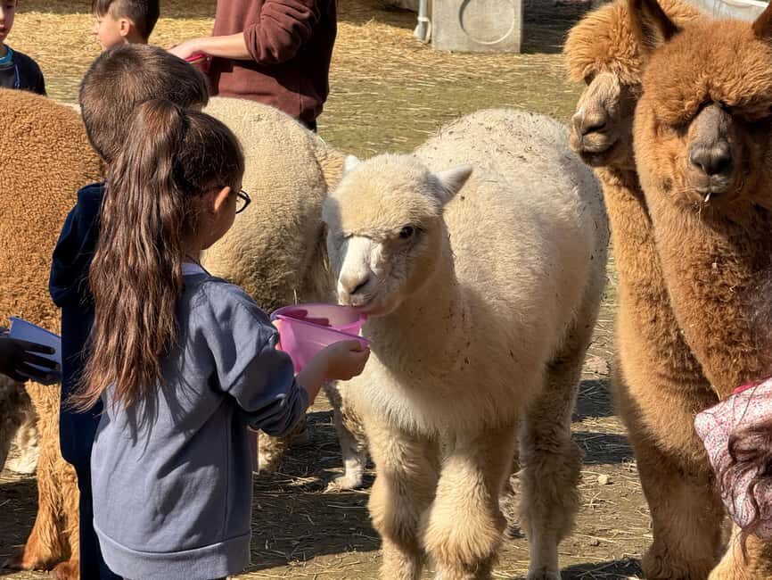 Turin: meeting with alpacas on an educational farm with an expert tour guide - What to Expect During Your Visit