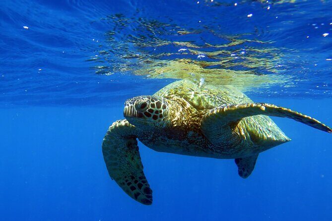 Turtle Canyon Waikiki Snorkel Adventure - FAQs